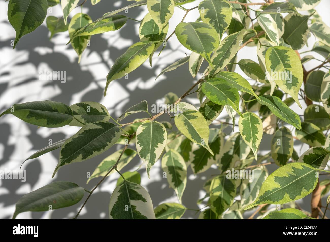 Nahaufnahme von frischen und gesunden Blättern einer Heimpflanze. Selektiver Fokus. Die grünen Blätter von Benjamins Ficus sind in der Sonne gebadet. Weichfokus. Stockfoto