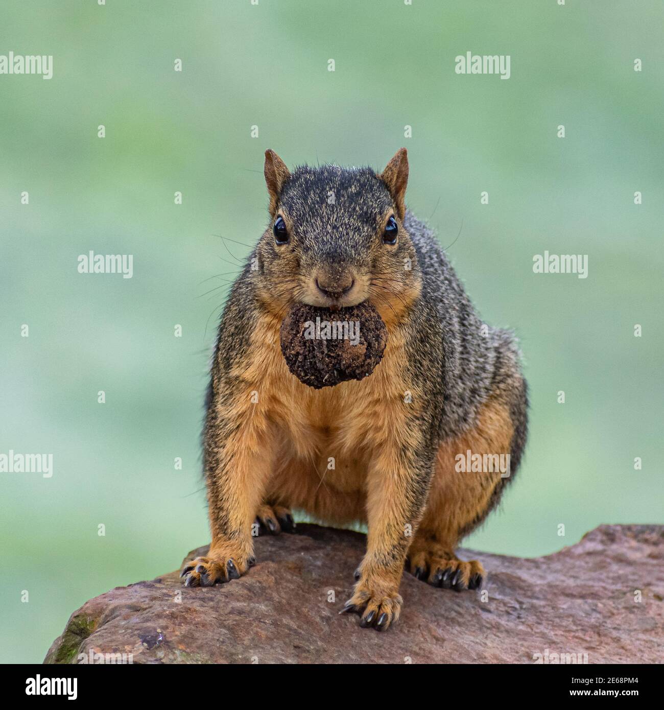 Eichhörnchen auf Stein mit Nuss Stockfoto