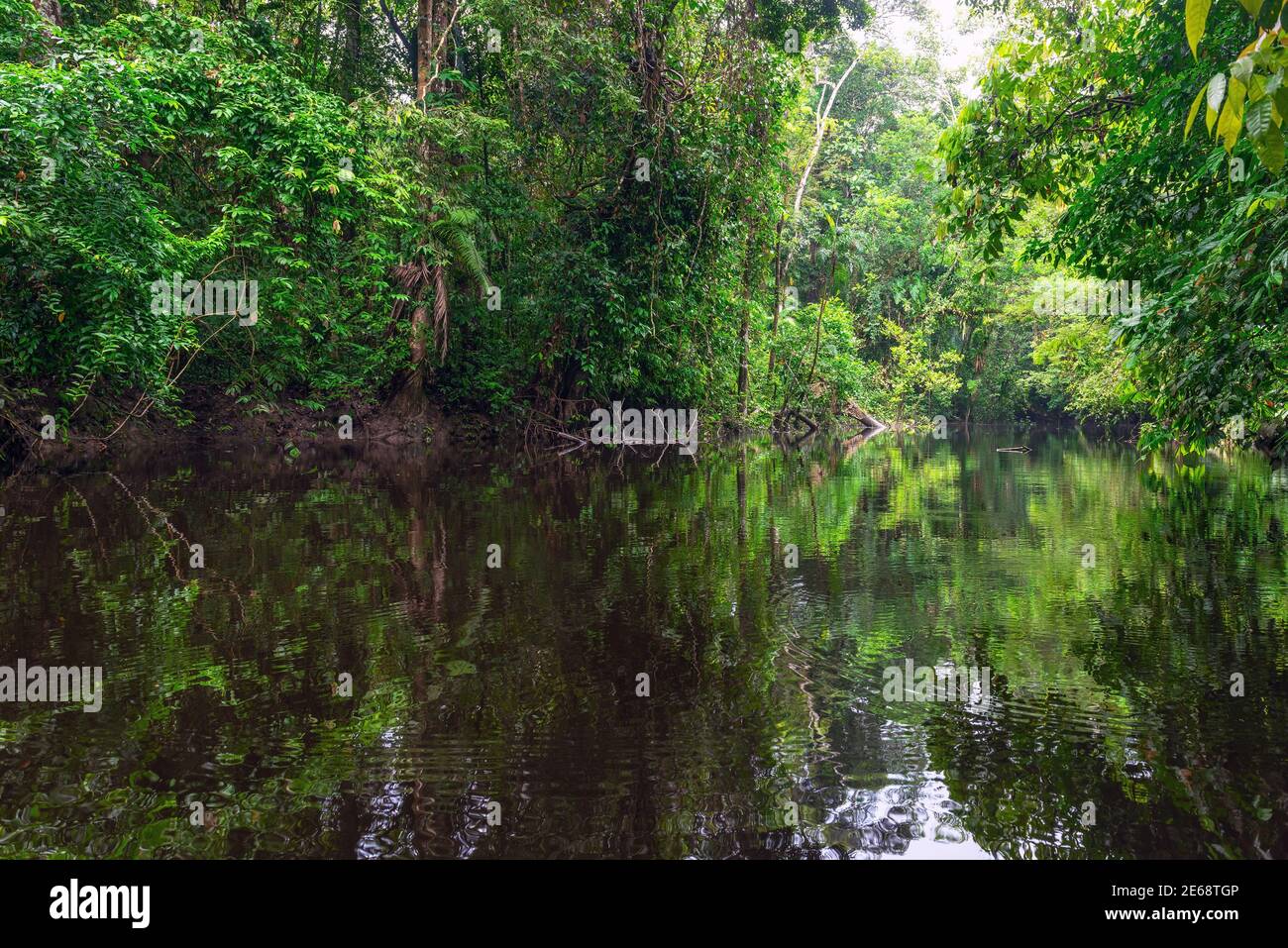 Kanufahrt Landschaft im Amazonas Regenwald, Cuyabeno Wildlife Reserve, Ecuador. Stockfoto