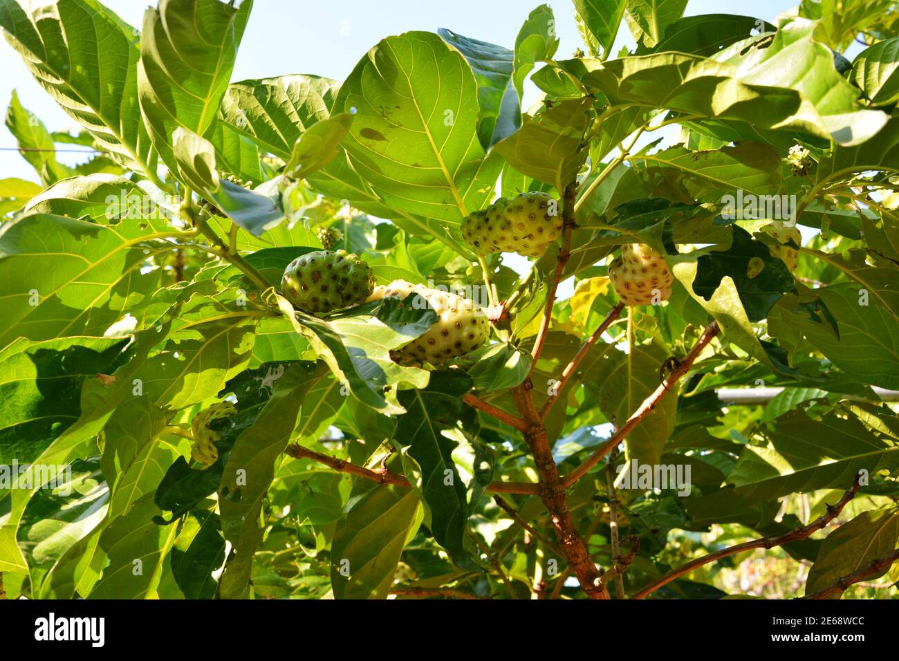 Gruppen von Noni-Früchten hängen auf dem Baum im Garten an sonnigen Tagen Stockfoto