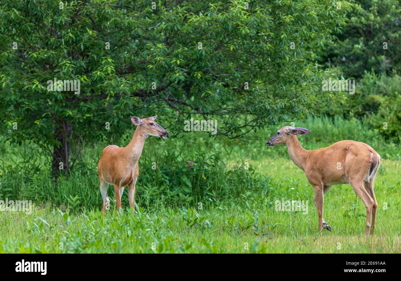 White-tailed zeigt Dominanz in einem nördlichen Wisconsin Feld. Stockfoto