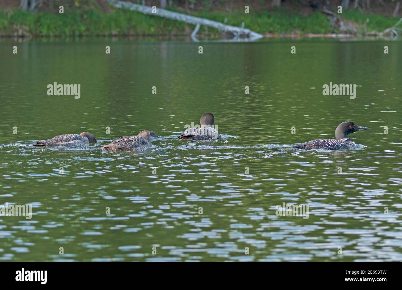 Loon Familie zum Schwimmen in Crooked Lake in Die Sylvania Wilderness in Michigan Stockfoto