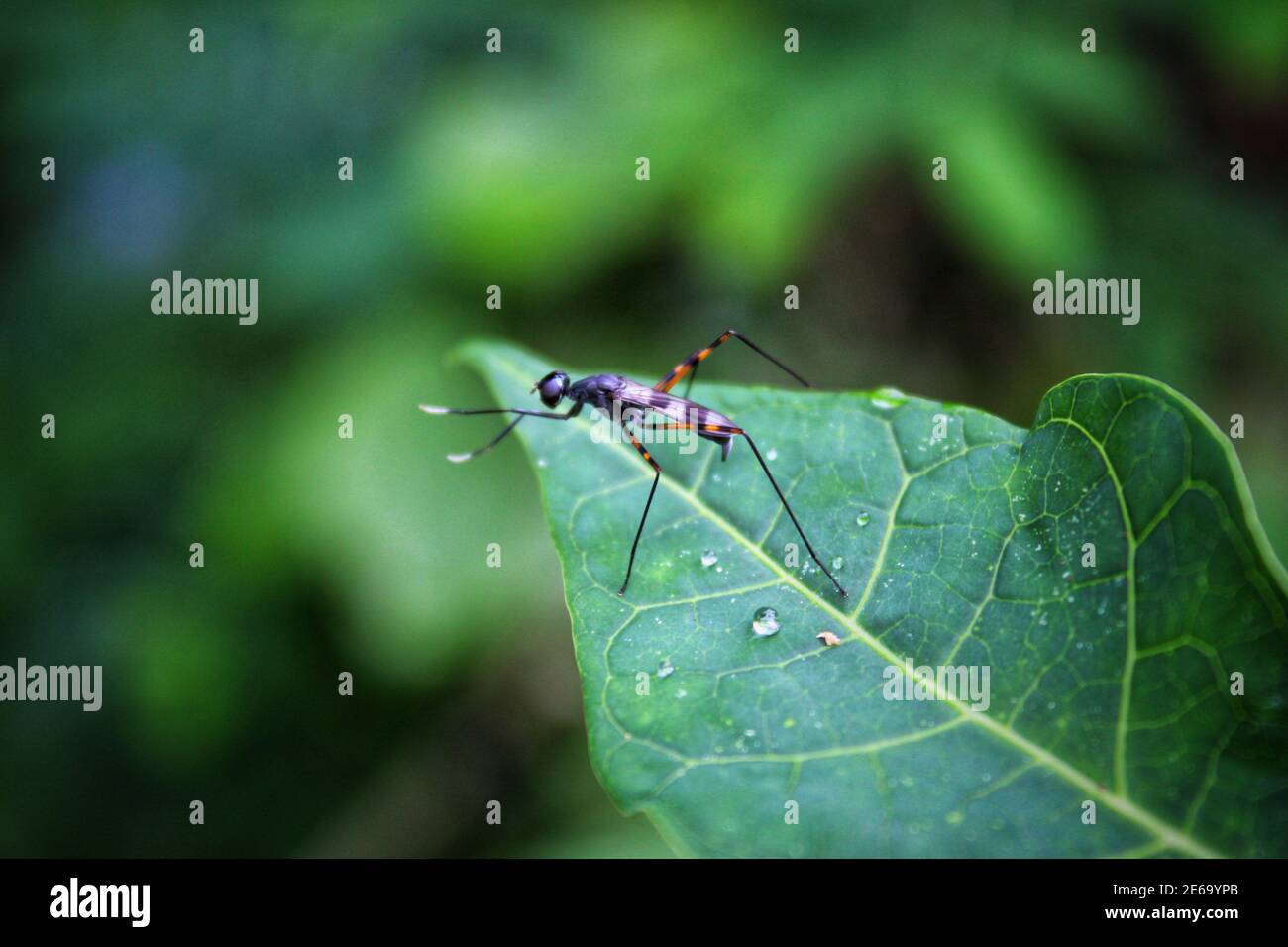 Diese Bild klicken Sie bei mir. Wenn Sie Interesse an Bild kaufen sind, so klicken Sie auf Bild & Kaufen. Vielen Dank. Stockfoto