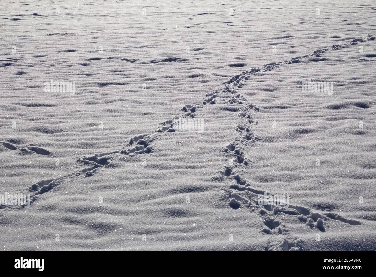 Kaninchen-Spuren im Schnee Stockfoto