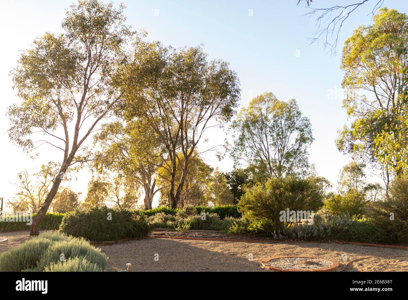 Eukalyptusbäume in einem landschaftlich gestalteten Australian Native Plant Garden Stockfoto