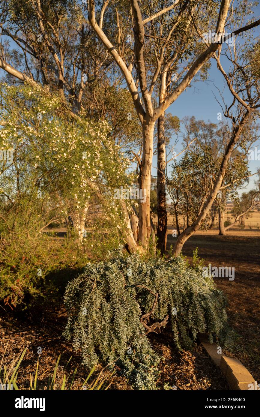 Eukalyptusbäume in einem landschaftlich gestalteten Australian Native Plant Garden Stockfoto