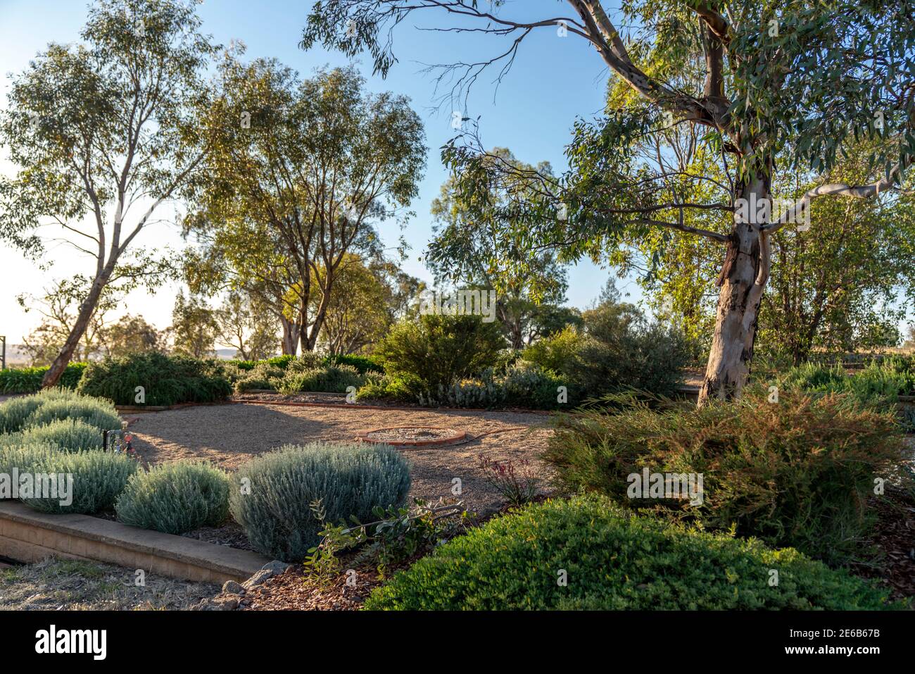 Eukalyptusbäume in einem landschaftlich gestalteten Australian Native Plant Garden Stockfoto