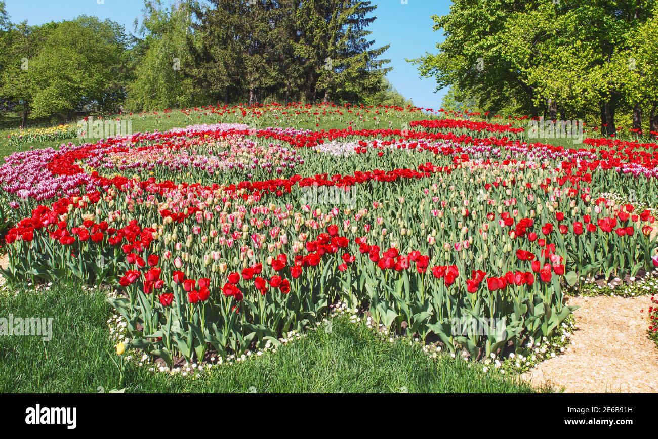 Tulip (lat.Túlipa) - Gattung der mehrjährigen krautigen Zwiebelpflanzen der Familie der Liliaceae Liliaceae. Ein schönes Blumenbeet in einem Erholungspark auf Th Stockfoto