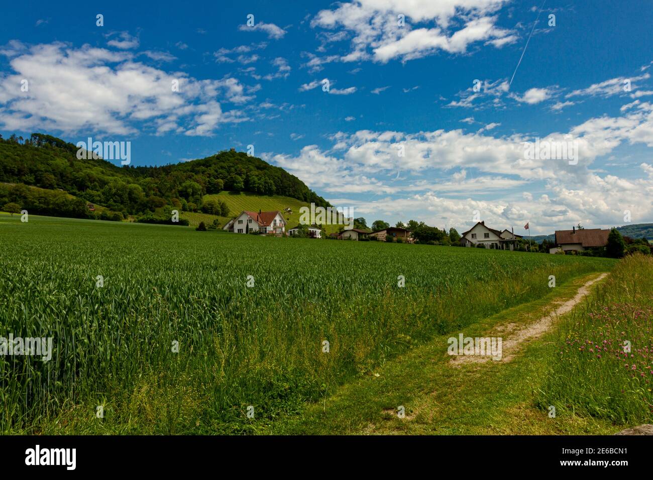 Ein Weizen- oder Gerstenfeld im Zentralplateau der Schweiz. Es gibt eine  unbefestigte Straße durch die wachsenden Pflanzen, die zu einem kleinen  Dorf am Fuße führt Stockfotografie - Alamy