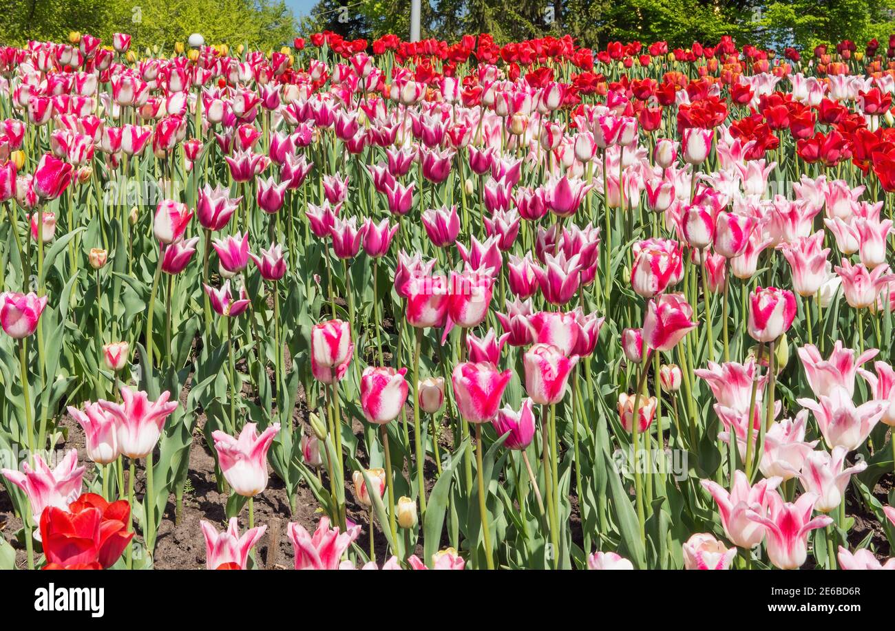 Tulip (lat.Túlipa) - Gattung der mehrjährigen krautigen Zwiebelpflanzen der Familie der Liliaceae Liliaceae. Ein schönes Blumenbeet in einem Erholungspark auf Th Stockfoto