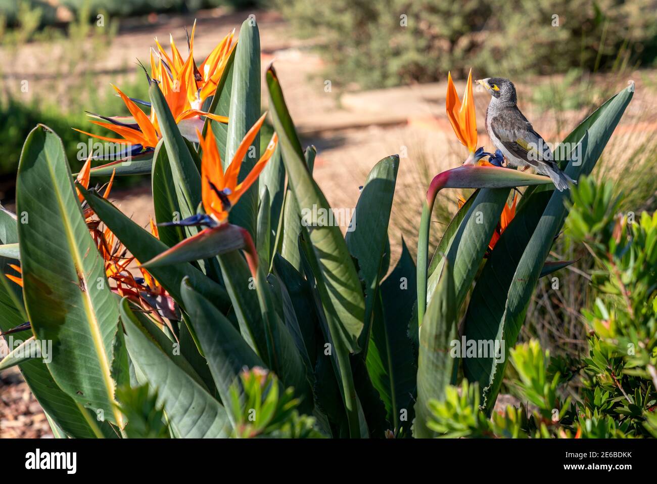 Noisy Miner, Manorina melanocephala, auf einem Vogel des Paradieses, Strelitzia Reginae, Busch in einem landschaftlich gestalteten Native Australian Plant Garden Stockfoto