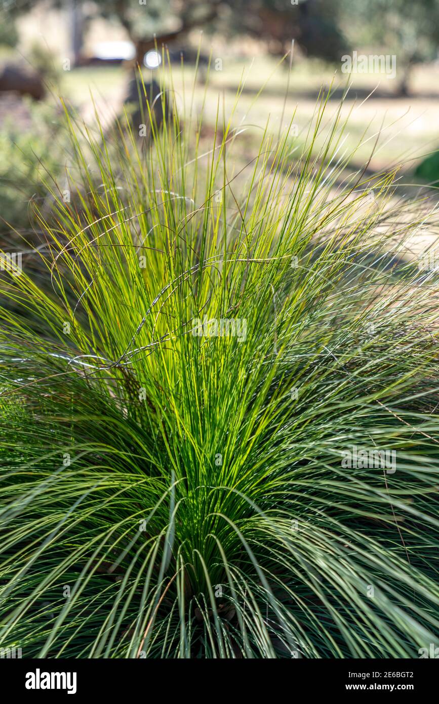 Ornamanetal Gras in einem landschaftlich gestalteten Australian Native Plant Garden Stockfoto