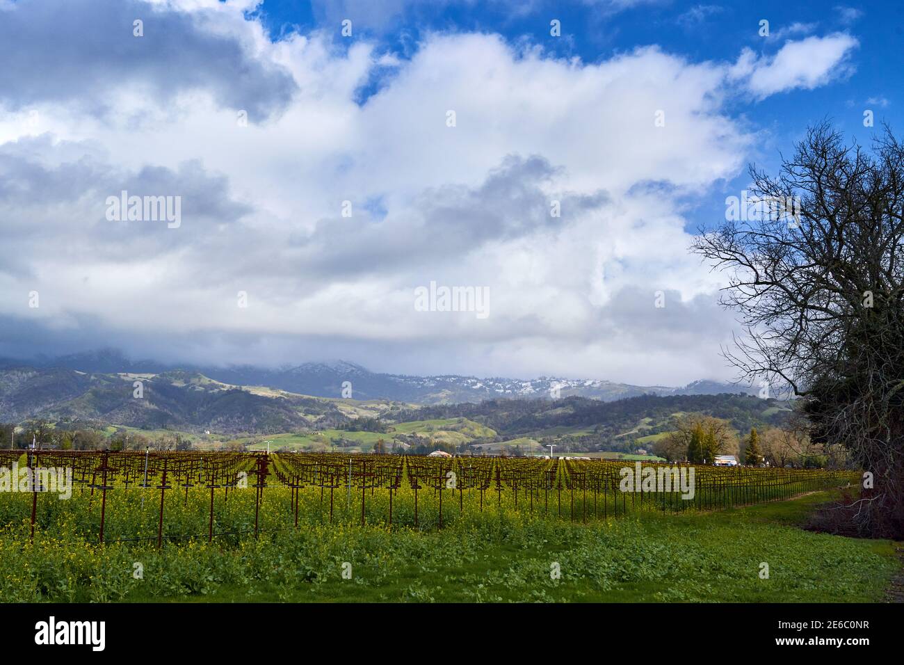 Schneebedeckte Hügel und Weinberge mit blühenden Senfblüten nach einem kalten Wintersturm im Januar 2021 in Sonoma County, Kalifornien. Stockfoto
