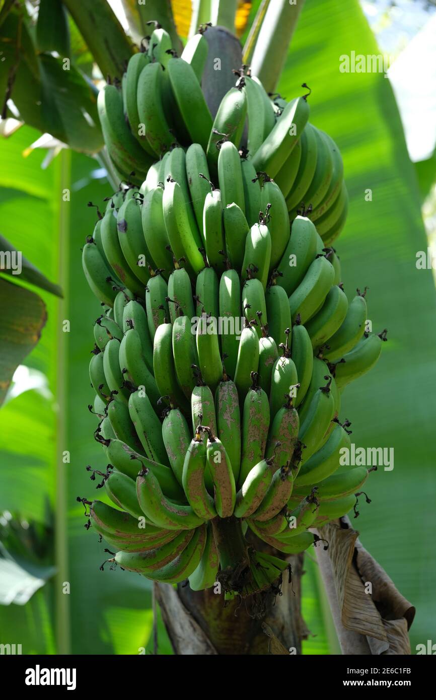 Bananenbaum Stockfotos Und Bilder Kaufen Seite 2 Alamy