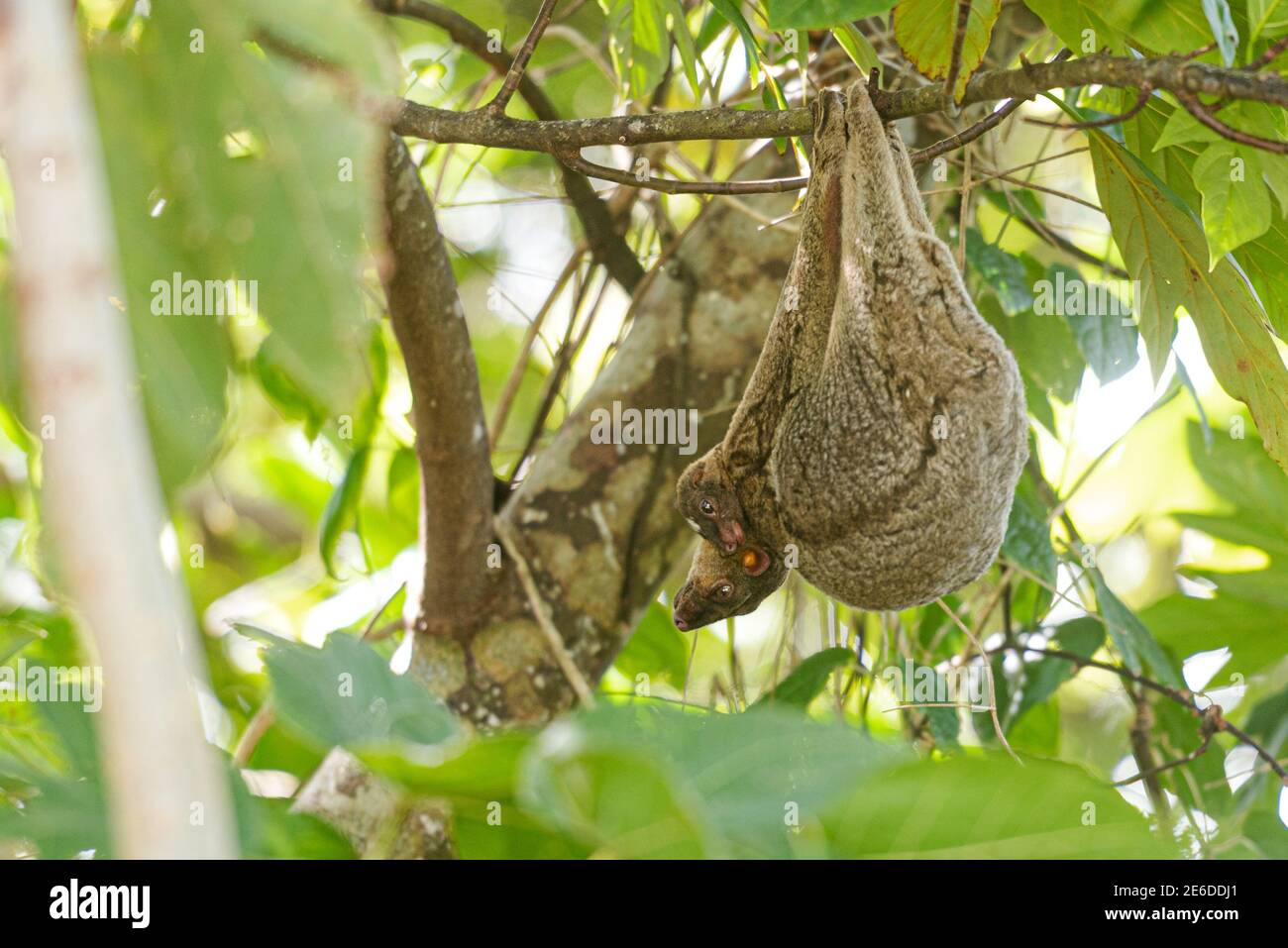 Philippine Colugo oder Kagwang, Cynocephalus volans, oder Philippine Flying Lemur hängend von einem Baum mit seiner Rasse Stockfoto