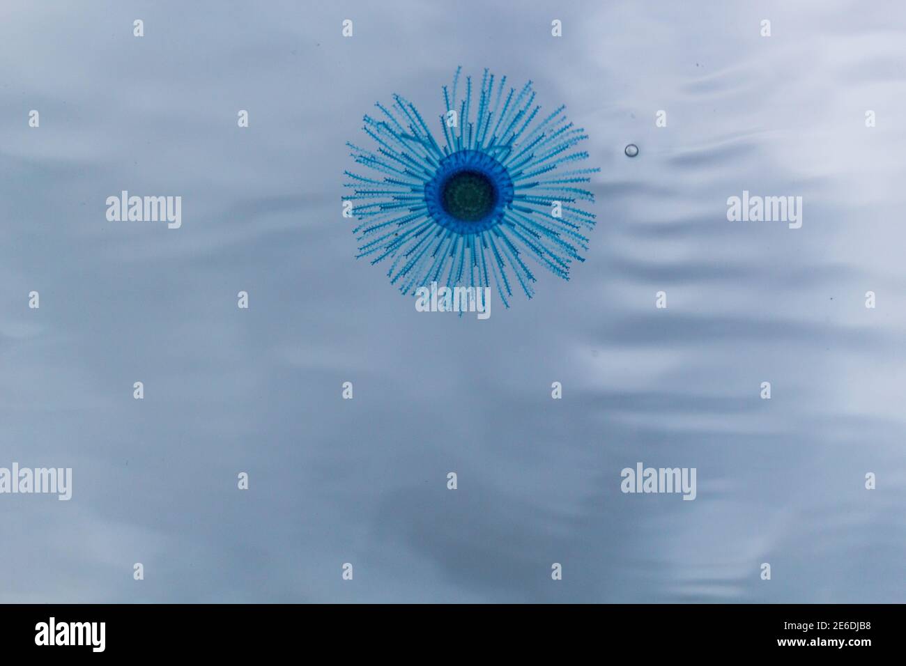 Qualle Blauer Knopf im Wasser, porpita porpita, Oberfläche, marine Organismus, bestehend aus einer Kolonie von Hydroiden, Anthoathecata Stockfoto