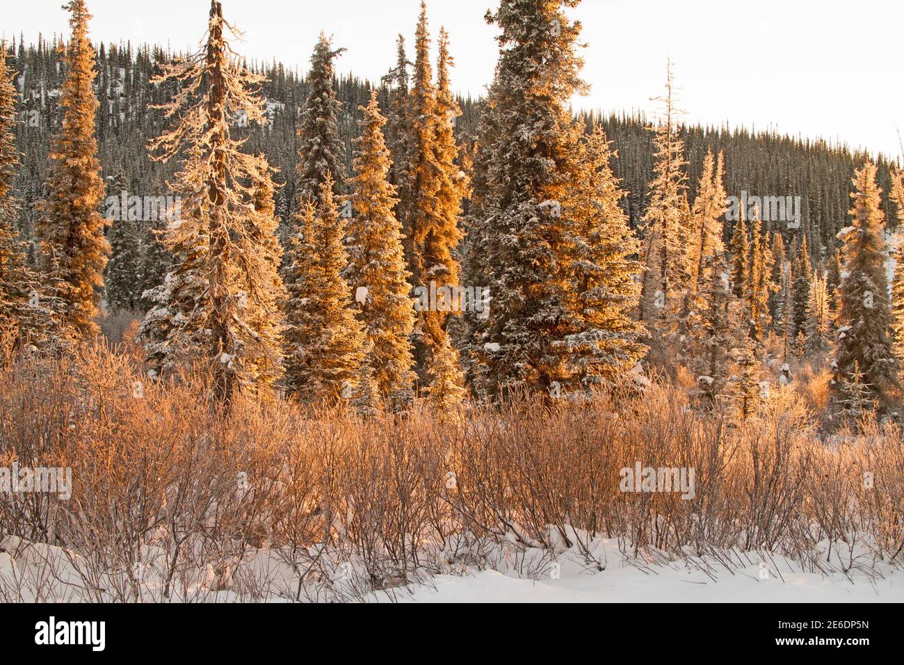 Wintersonnenaufgang, Highway 37 im Norden von British Columbia, mit Schnee auf Ästen von Bäumen, die Gold mit reflektierten Sonnenlicht drehen. Stockfoto