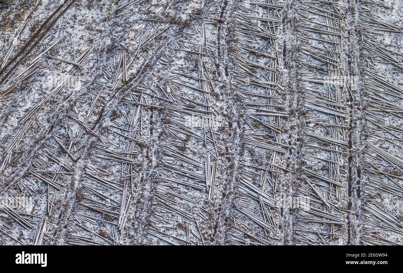 Luftaufnahme von gefällten Bäumen, im Winter liegende Baumstämme mit Schnee am Südrandweg in Körbecke im Möhnesee im Sauerland in Nordrhein-Westfalen, Germa Stockfoto