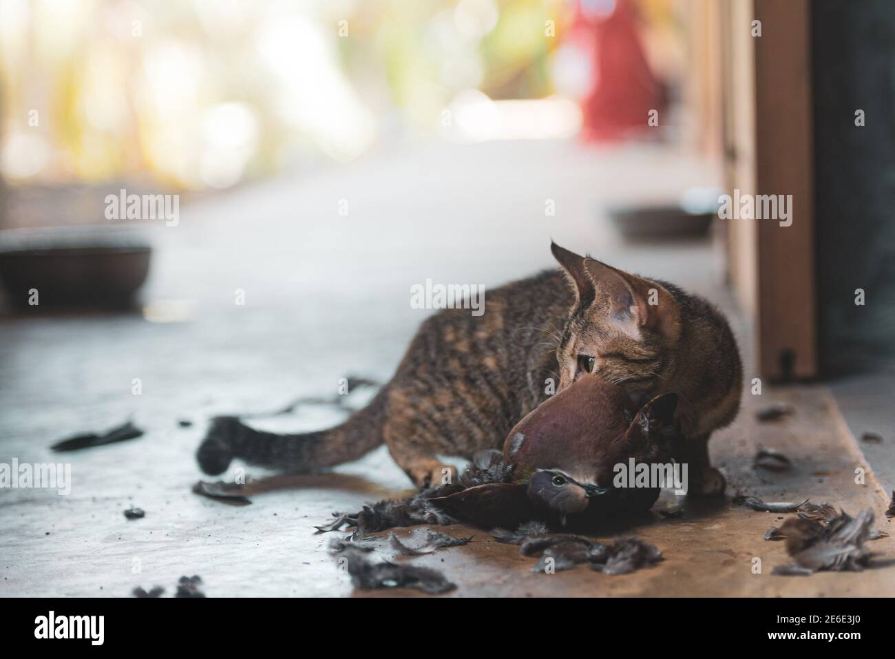 Katze frisst einen Vogel zu Hause, jagt, aus der Nähe, viele Federn herum Stockfoto