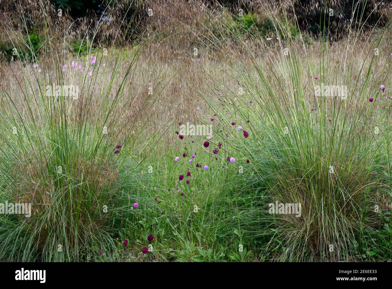 stipa gigantea, riesiges Federgras, Saatkopf, Samen, Gras, Gräser, Ziergras, knautia macedonica, Knautia arvensis, Scabious, Nadelkissen, Fliederblüten Stockfoto