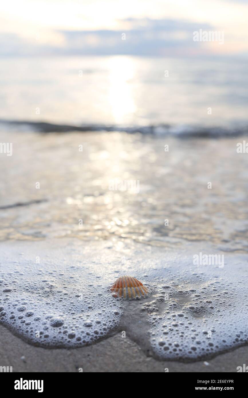 Sandstrand, kleine Muschel, die von einer Welle an der mittelmeerküste bei Sonnenuntergang in Antalya Türkei gefegt wird. Urlaubs-, Reise- und Urlaubskonzept. Stockfoto