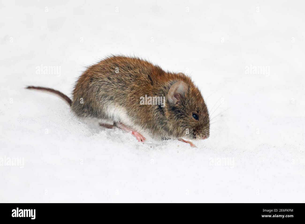 Rötelmaus Stockfoto