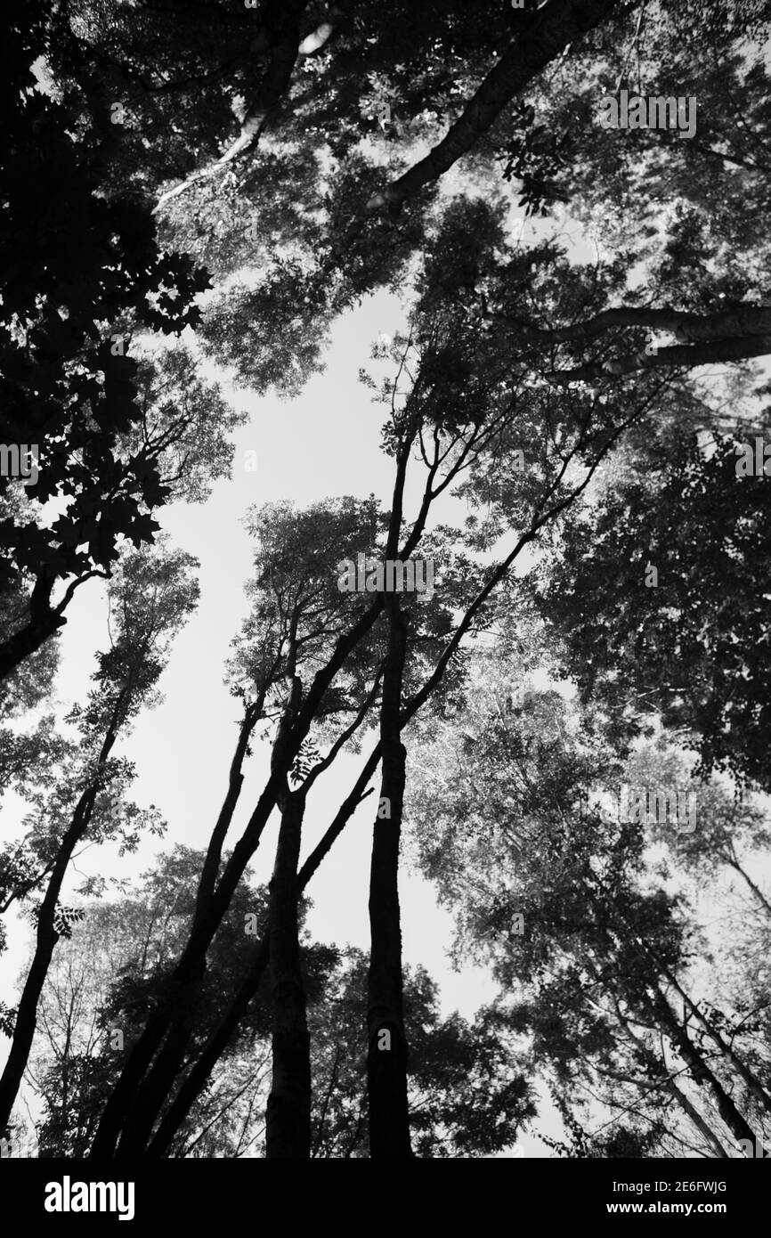 Ein Baumstamm, der in den Himmel wächst. Stockfoto
