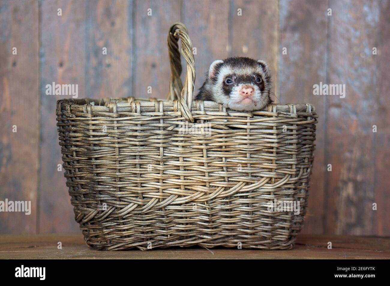 Das Frettchen sitzt in einem Korbkorb. Haustiere. Stockfoto