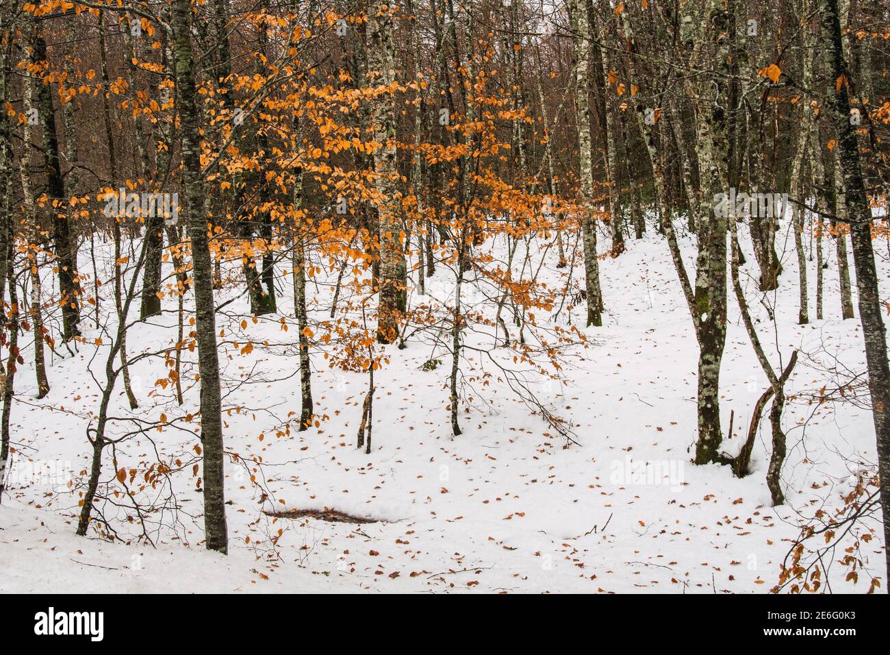 Wald mit Herbstbäumen und orangefarbenen Blättern. Schneebedeckter Boden. Winterbeginn Stockfoto