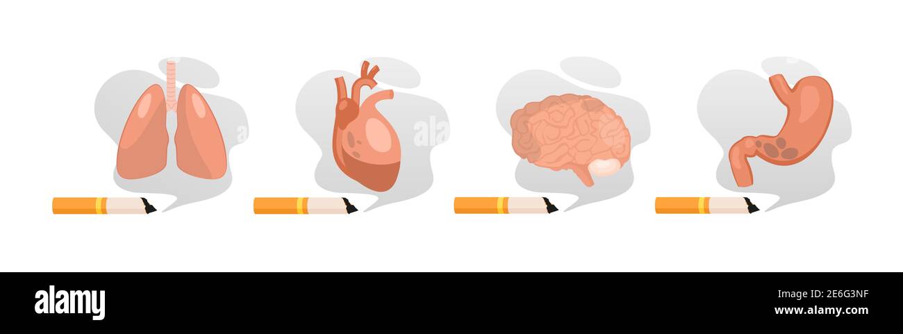 Schaden durch Rauchen. Ungesunde Gewohnheit Rauchen und Schaden für Organe, Lungenkrebs, Herzerkrankungen, Erkrankungen des Gehirns und Magen, giftige Zigarette Stock Vektor