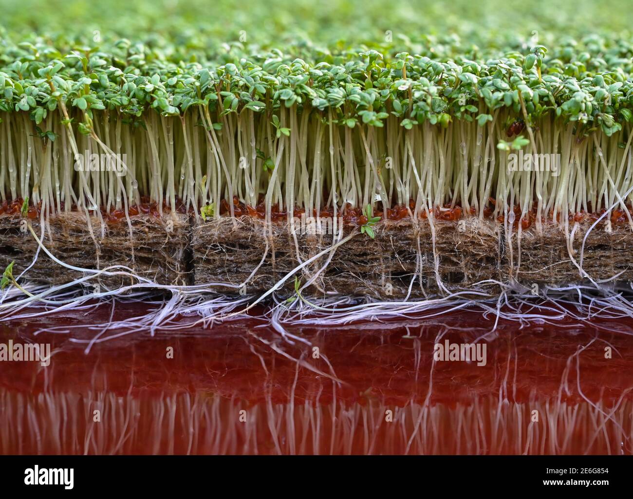 29. Januar 2021, Brandenburg, Libbenichen: Frische Gartenkresse wächst in der Demeter-Gärtnerei Heimen und Frucht GbR. Die Libbenichen Bio-Gärtner, die Gemüse nach strengen Demeter-Richtlinien anbauen, produzieren wöchentlich rund 5000 Schalen vitaminreicher Grünsprossen. Kenner schätzen den hohen Vitamin-C-Gehalt von Gartenkresse, seine appetitanregenden, antibiotischen und blutbildenden Eigenschaften. Die Kresse ist für einen Großhändler in Berlin bestimmt. In der kalten Jahreszeit werden neben der Kresse auch Lammsalat und Postelein (Tellweed) angebaut. Foto: Patrick Pleul/dpa-Zentr Stockfoto