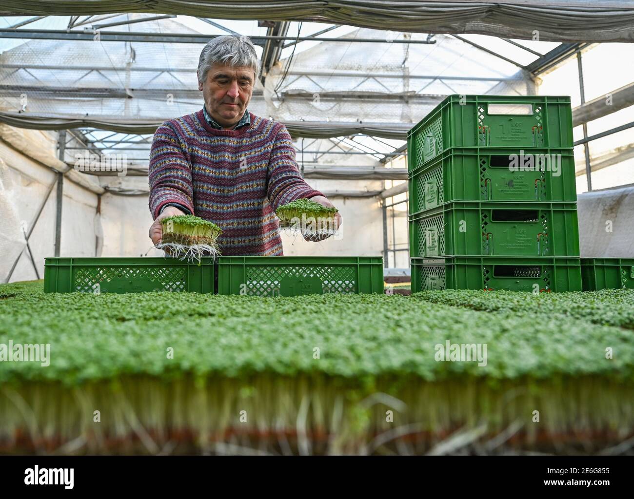 29. Januar 2021, Brandenburg, Libbenichen: Hubert Heimen von der Demeter Gärtnerei Heimen und Frucht GbR packt frische Gartenkresse. Die Libbenichen Bio-Gärtner, die Gemüse nach strengen Demeter-Richtlinien anbauen, produzieren wöchentlich rund 5,000 Schalen vitaminreicher Grünsprossen. Kenner schätzen den hohen Vitamin-C-Gehalt von Gartenkresse, seine appetitanregenden, antibiotischen und blutbildenden Eigenschaften. Die Kresse ist für einen Großhändler in Berlin bestimmt. In der kalten Jahreszeit werden neben der Kresse auch Lammsalat und Postelein (Tellweed) angebaut. Foto: Patric Stockfoto