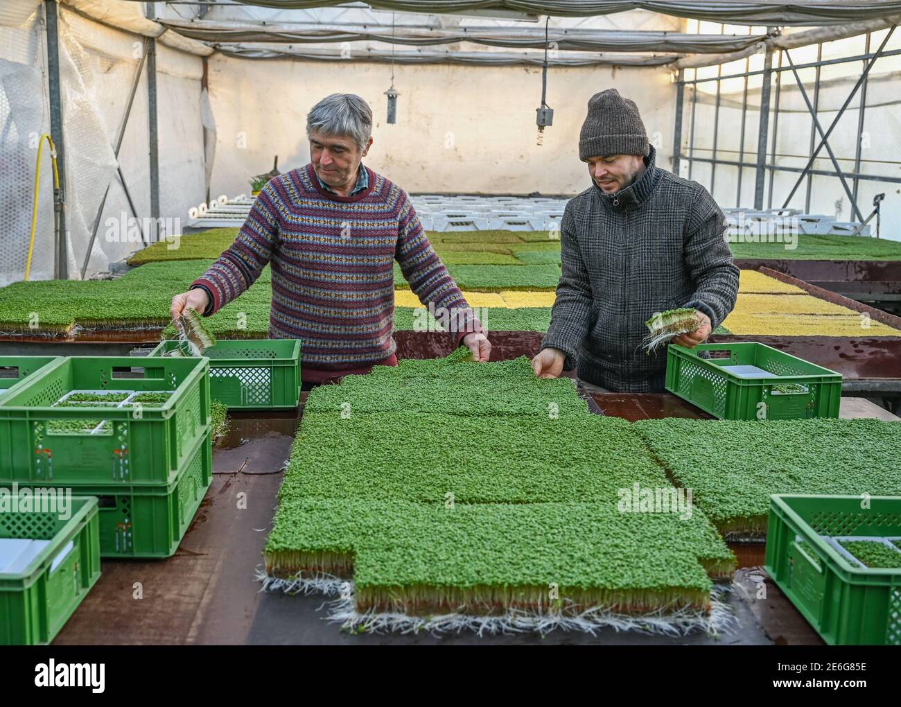 29. Januar 2021, Brandenburg, Libbenichen: Hubert Heimen (l.) und sein Sohn Johannes von der Demeter-Gärtnerei Heimen und Frucht GbR packen frische Gartenkresse. Die Libbenichen Bio-Gärtner, die Gemüse nach strengen Demeter-Richtlinien anbauen, produzieren wöchentlich rund 5,000 Schalen vitaminreicher Grünsprossen. Kenner schätzen den hohen Vitamin-C-Gehalt von Gartenkresse, seine appetitanregenden, antibiotischen und blutbildenden Eigenschaften. Die Kresse ist für einen Großhändler in Berlin bestimmt. Neben der Kresse werden auch Lammsalat und Postelein (gewöhnliches Tellweed) im CO angebaut Stockfoto