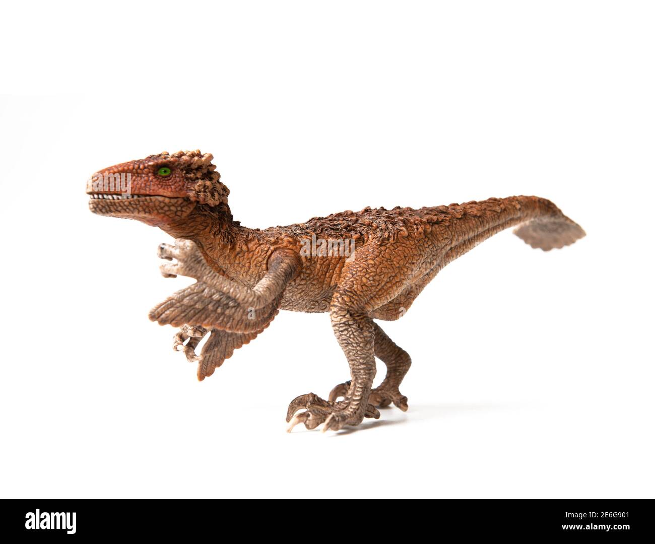 Gefiederte Velociraptor Dinosaurier Spielzeug isoliert auf weißem Hintergrund Stockfoto