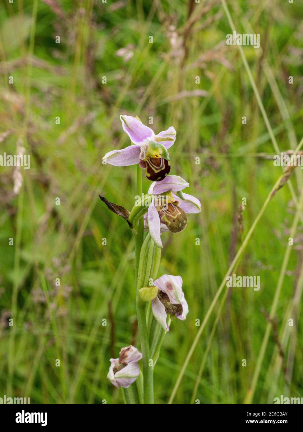 Ein Dorn rosa brauner Blüten einer Bienenorchidee - Ophrys apifera wächst im Grasland Stockfoto