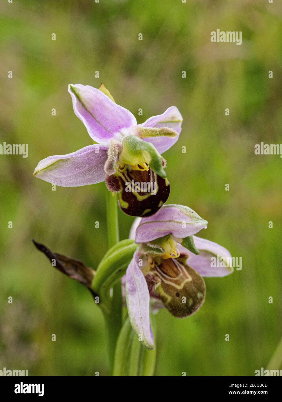Ein Dorn rosa brauner Blüten einer Bienenorchidee - Ophrys apifera wächst im Grasland Stockfoto