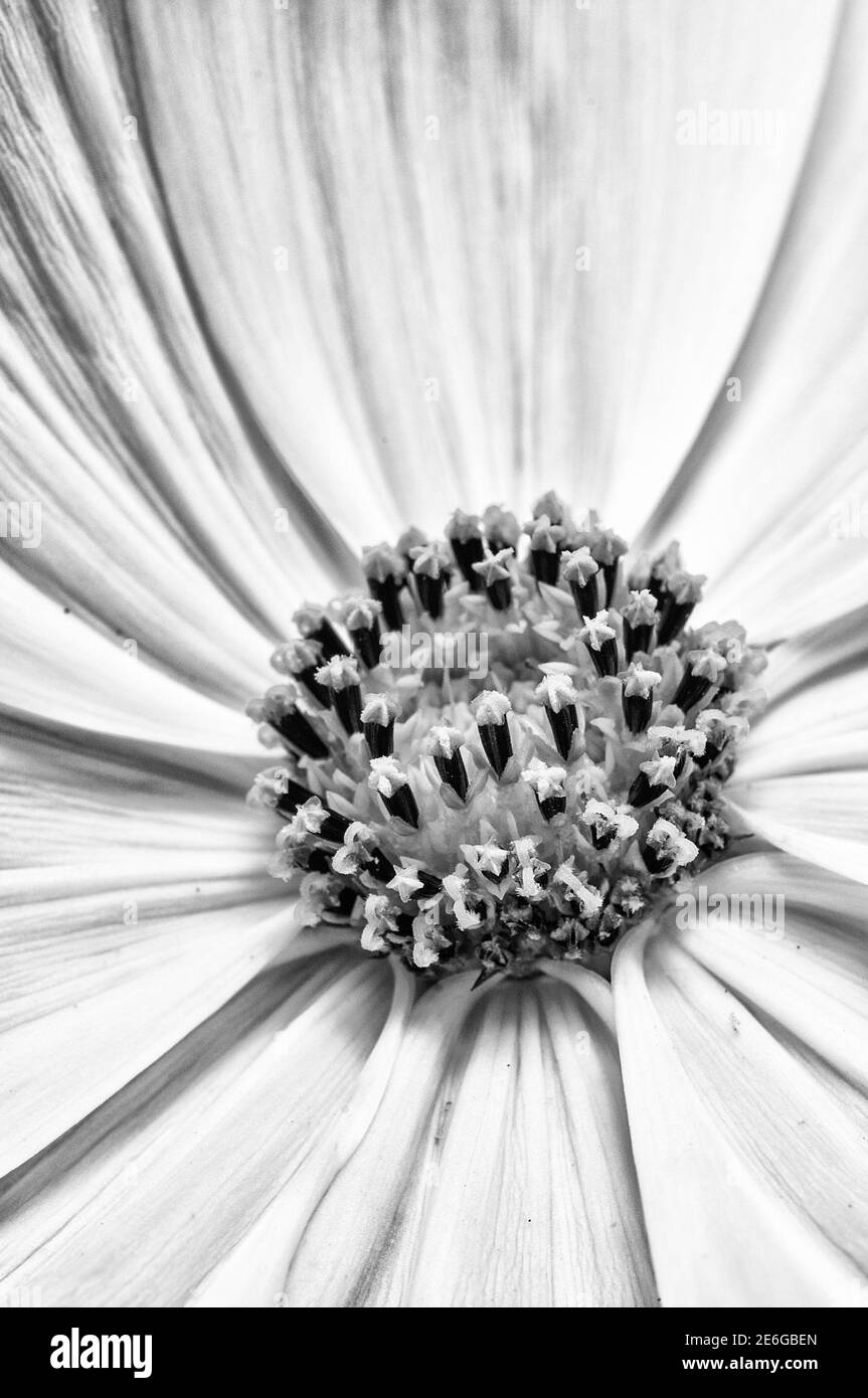 Eine Schwarz-Weiß-Nahaufnahme eines Teils des Zentrum einer Cosmos Blume mit den floralen Strukturen Stockfoto