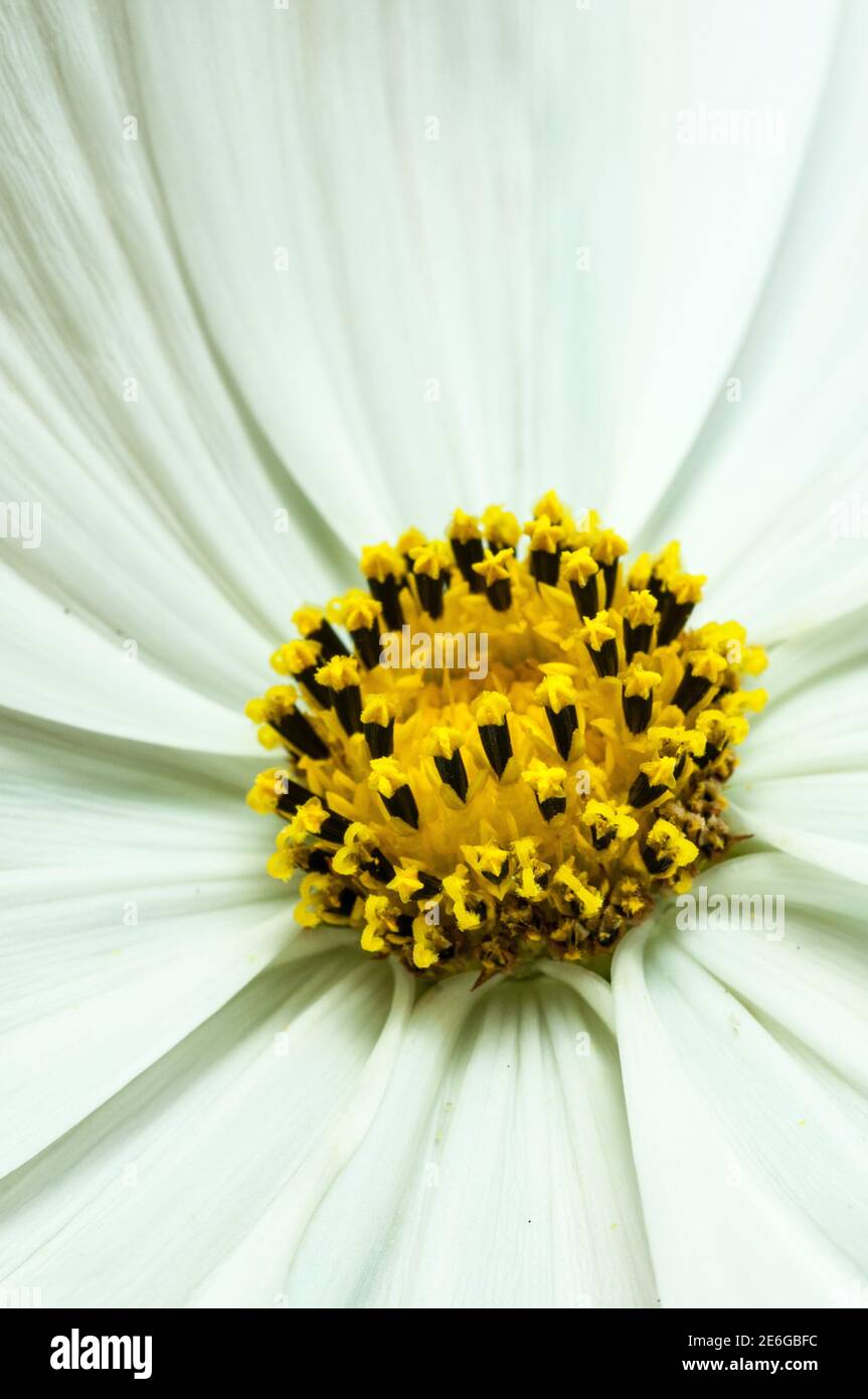 Eine Nahaufnahme eines Teils des Zentrums von A Cosmos Blume zeigt die floralen Strukturen Stockfoto