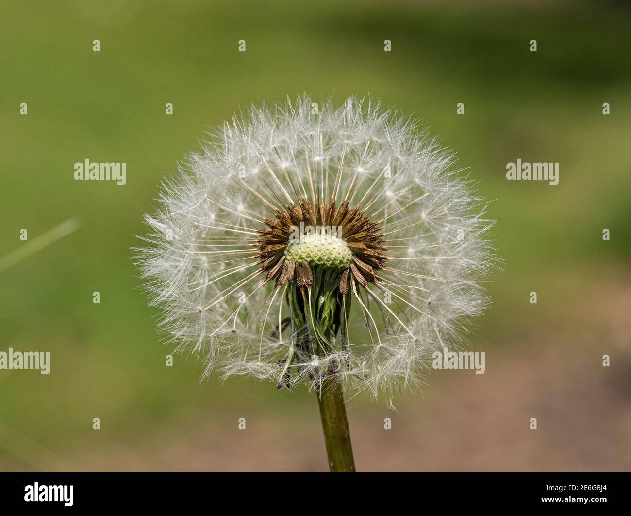 Eine Nahaufnahme eines teilweise dispergierten Löwenzahn-Saatkopfes Stockfoto