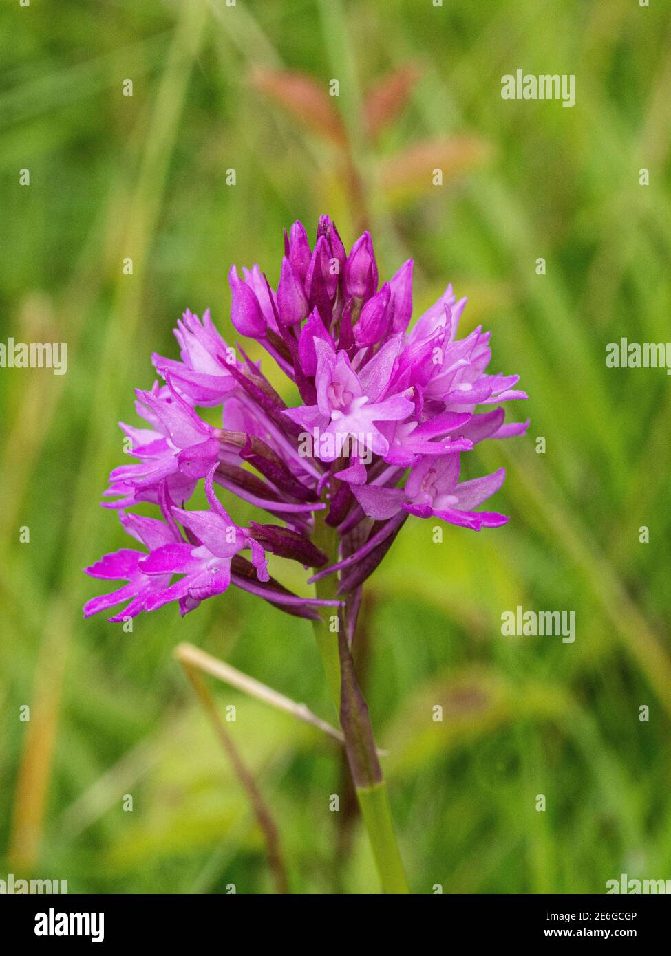 Ein einziger purpurner Blütenkopf einer pyramidenförmigen Orchidee - Anacamptis pyramidalis wächst im Grasland Stockfoto