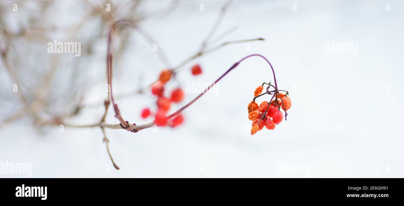 Weißdornzweig Nahaufnahme mit roten Beeren in einem weißen verschneiten Garten. Stockfoto