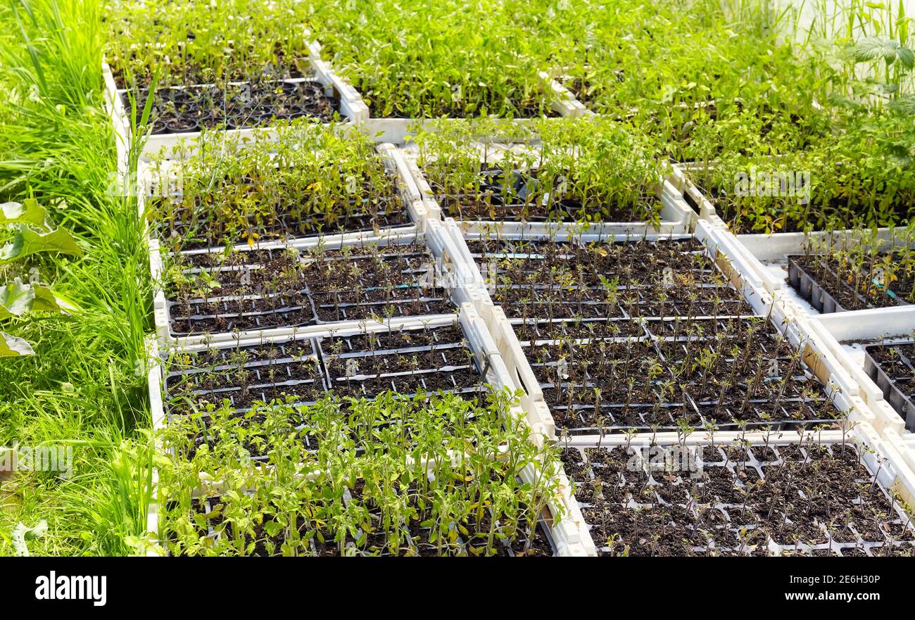 Sämlinge in Kisten auf Bio-Gemüsefarm, selektive Fokus. Stockfoto