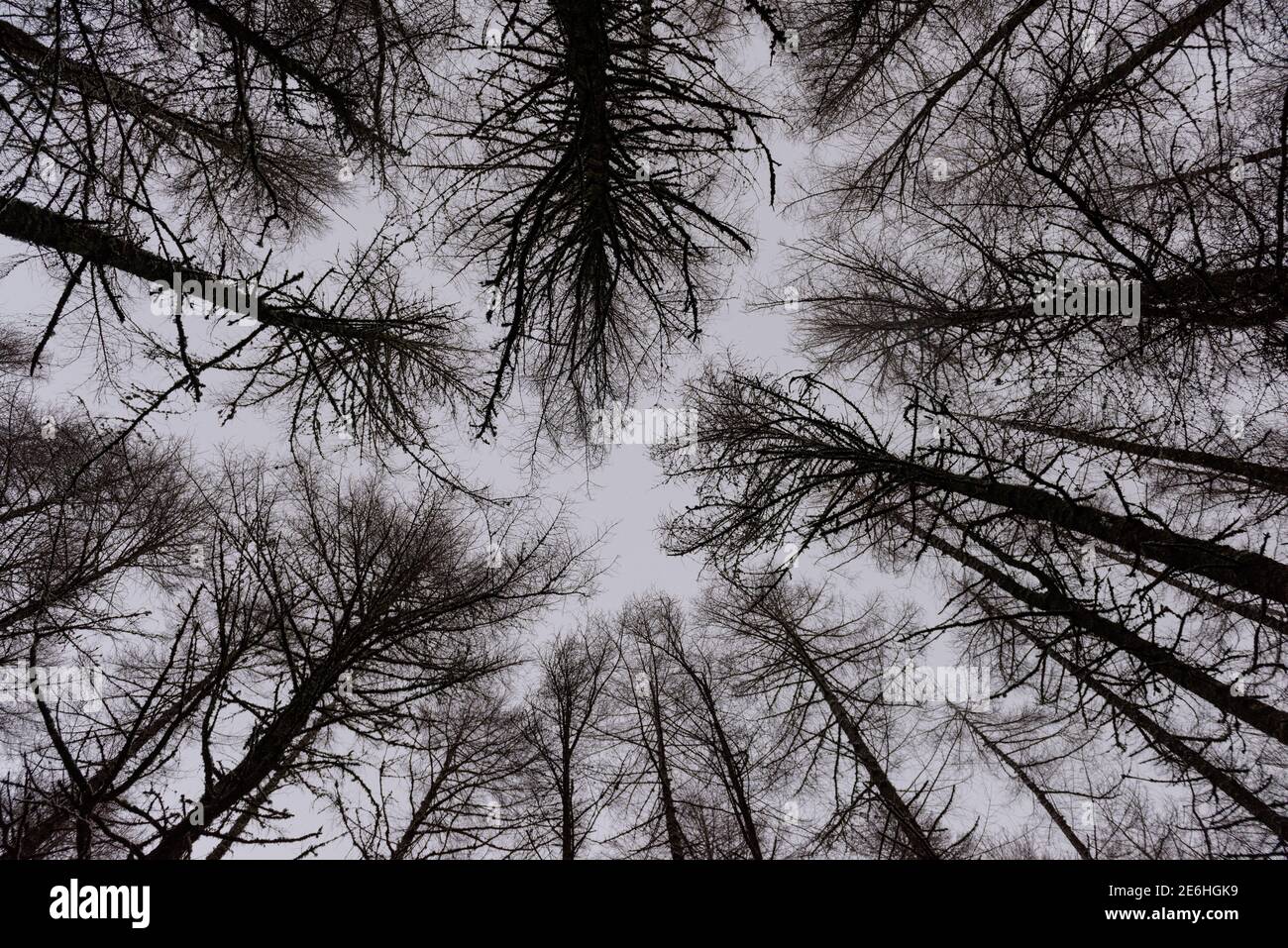 Blick in die Bäume im Winter Landscape View 001 Stockfoto