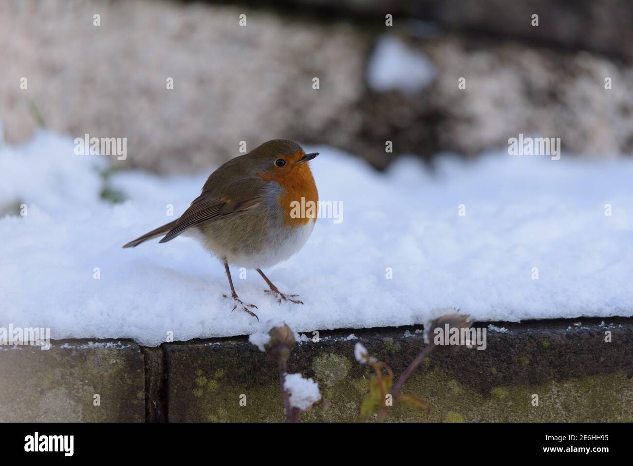 Robin Redbreast puffte sich im Winter gegen die Kälte Stockfoto