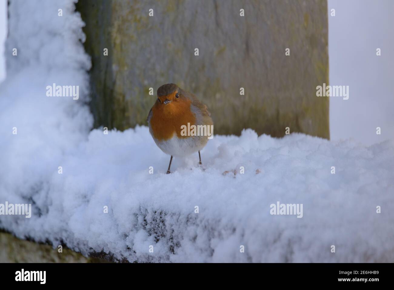 Runde Robin Redbreast im Schnee nach vorne schauen Stockfoto