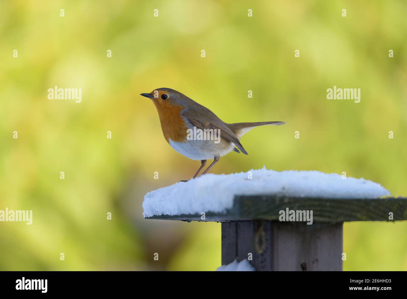 Runde Robin Redbrust auf verschneite Post nach links mit Melierter Grüner Hintergrund Stockfoto