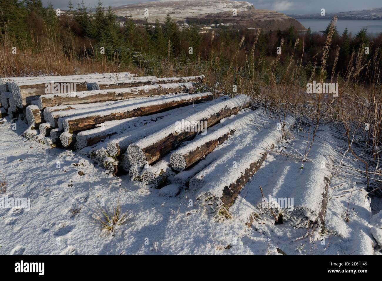 Schneebedeckte Baumstämme am Straßenrand warten auf Abholung Stockfoto