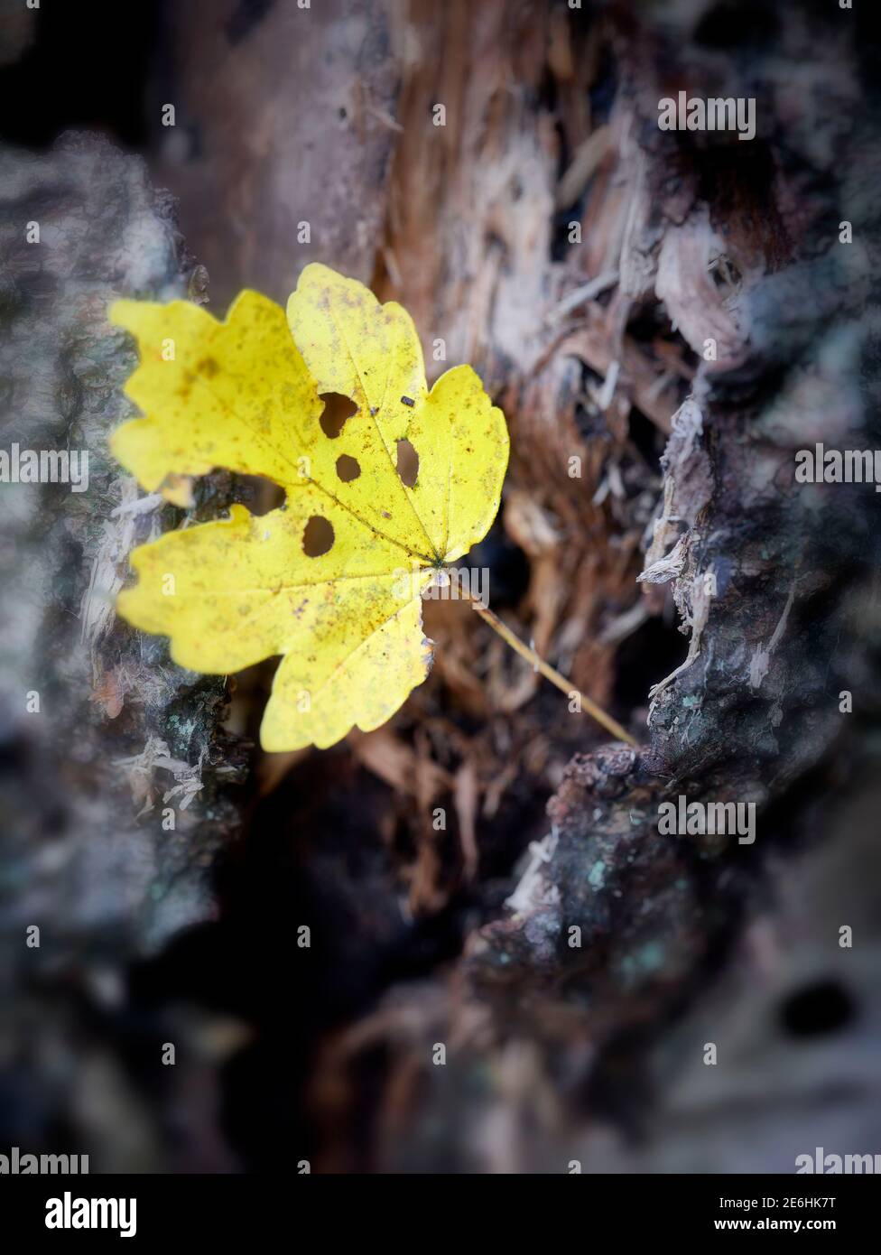Einzelnes herbstliches Blatt gegen die Stärke eines strukturierten Und fehlgeschlagene Birke Tree Stockfoto
