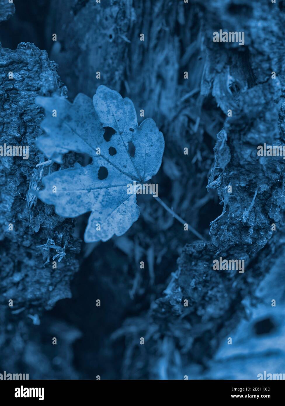 Einzelnes herbstliches Blatt gegen die Stärke eines strukturierten Und fehlgeschlagene Birke Tree Stockfoto