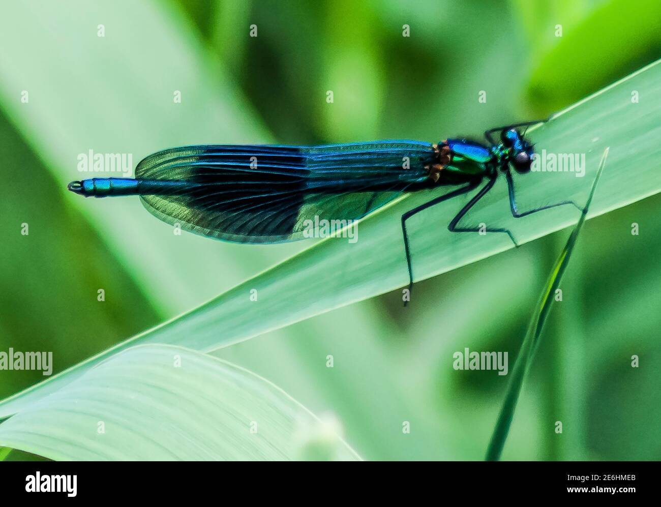 Mayfly Auf Pentewan Walk. Mayfly ruht auf einem Blatt über einem kleinen Fluss. Mit nur einem Tag zu leben und einen Partner zu finden gibt es wenig Zeit zu verschwenden Stockfoto